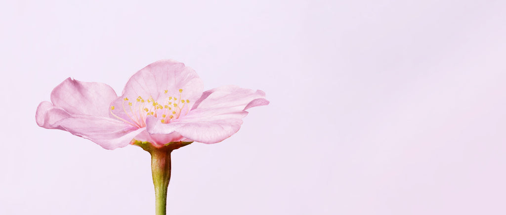 LIMITED FRAGRANCE SAKURA219 – SHIRO US Online Store